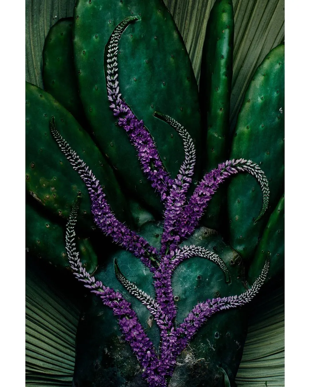 Cactus and flowers still life