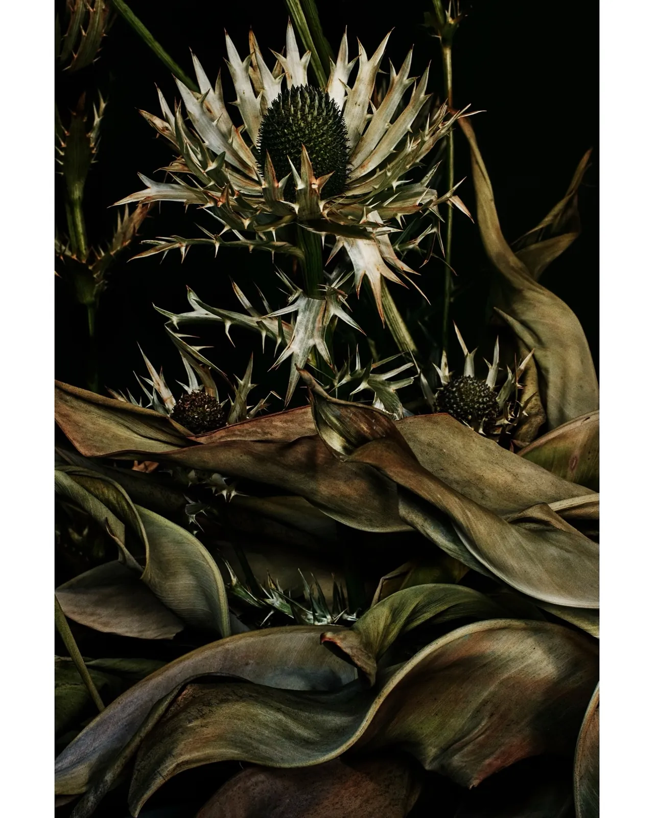 Thorned dried flowers still life